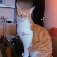 Tekir Kedi, Kedi  Tarçın fotoğrafı