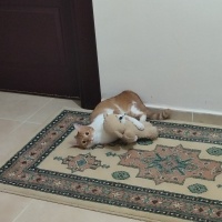 Tekir Kedi, Kedi  Tarçın fotoğrafı