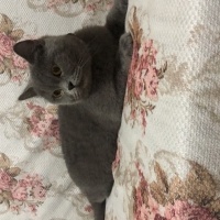 British Shorthair, Kedi  minnoş fotoğrafı