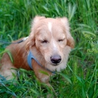 Poodle (Minyatür Kaniş), Köpek  Alex fotoğrafı