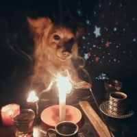 Poodle (Minyatür Kaniş), Köpek  Alex fotoğrafı