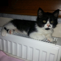 Tekir Kedi, Kedi  Minnoş&Mırmır fotoğrafı