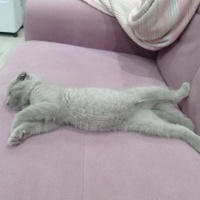 Scottish Fold, Kedi  Zeyna fotoğrafı