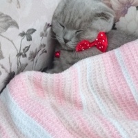 Scottish Fold, Kedi  Zeyna fotoğrafı