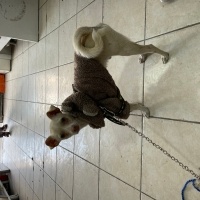 Chihuahua, Köpek  Miço fotoğrafı