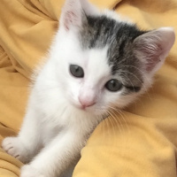 Tekir Kedi, Kedi  Norris fotoğrafı