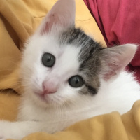 Tekir Kedi, Kedi  Norris fotoğrafı