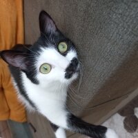 Tuxedo (Smokin) Kedi, Kedi  Humus fotoğrafı