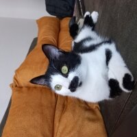 Tuxedo (Smokin) Kedi, Kedi  Humus fotoğrafı