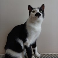 Tuxedo (Smokin) Kedi, Kedi  Humus fotoğrafı