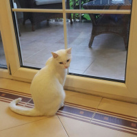 Van Kedisi, Kedi  Kōpük fotoğrafı