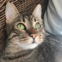 Van Kedisi, Kedi  Kōpük fotoğrafı