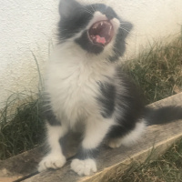 Van Kedisi, Kedi  Kōpük fotoğrafı