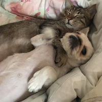 Van Kedisi, Kedi  Kōpük fotoğrafı