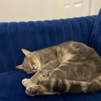 Tekir Kedi, Kedi  Gri fotoğrafı