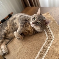 Tekir Kedi, Kedi  Gri fotoğrafı