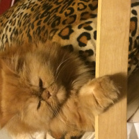 İran Kedisi (Persian), Kedi  Micha fotoğrafı
