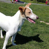 Jack Russell Terrier, Köpek  Milka fotoğrafı