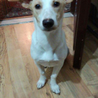 Jack Russell Terrier, Köpek  Milka fotoğrafı