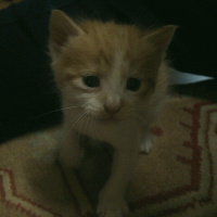 Tekir Kedi, Kedi  Mırnav fotoğrafı