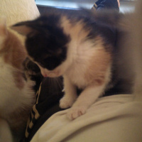 Tekir Kedi, Kedi  Mırnav fotoğrafı