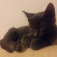 Mavi Rus, Kedi  Duman fotoğrafı