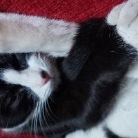 Tuxedo (Smokin) Kedi, Kedi  Foça fotoğrafı