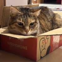 Tuxedo (Smokin) Kedi, Kedi  Kızımm fotoğrafı