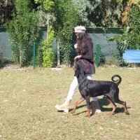 Doberman Pinscher, Köpek  Derman fotoğrafı