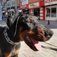 Doberman Pinscher, Köpek  Derman fotoğrafı