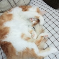 Sarman, Kedi  Karamel fotoğrafı