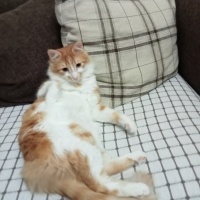 Sarman, Kedi  Karamel fotoğrafı