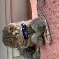 Scottish Fold, Kedi  BULUT fotoğrafı