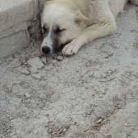Sibirya Kedisi, Kedi  Piko fotoğrafı