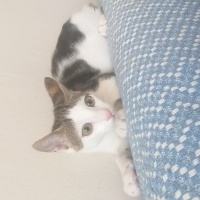 Tekir Kedi, Kedi  Hera fotoğrafı