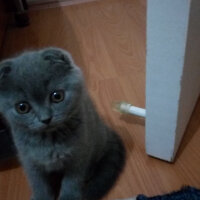 Scottish Fold, Kedi  Şanslı fotoğrafı