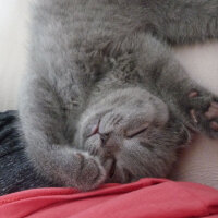 Scottish Fold, Kedi  Şanslı fotoğrafı