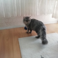 Chinchilla, Kedi  Çiko fotoğrafı