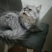 Chinchilla, Kedi  Çiko fotoğrafı