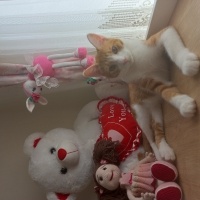 Sarman, Kedi  Tarçın fotoğrafı