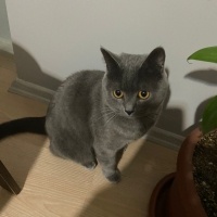 British Shorthair, Kedi  Gece fotoğrafı