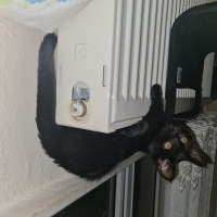Bombay, Kedi  Zeytin fotoğrafı