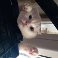 Scottish Fold, Kedi  Coco fotoğrafı