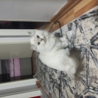 British Longhair, Kedi  Luna ve Loki fotoğrafı