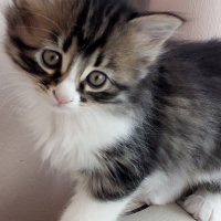 Tekir Kedi, Kedi  Zeytin fotoğrafı