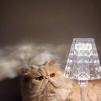 İran Kedisi (Persian), Kedi  Gofret fotoğrafı