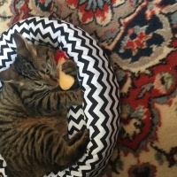 Tekir Kedi, Kedi  Luna fotoğrafı