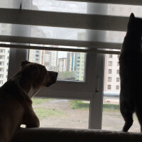 Tekir Kedi, Kedi  Luna fotoğrafı