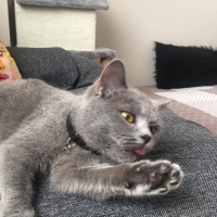 British Longhair, Kedi  Mia fotoğrafı