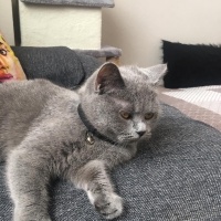 British Longhair, Kedi  Mia fotoğrafı